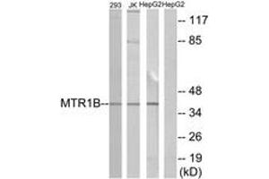 Western blot analysis of extracts from 293/Jurkat/HepG2 cells, using MTR1B Antibody.