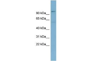 WB Suggested Anti-TBL3  Antibody Titration: 0. (TBL3 antibody  (N-Term))