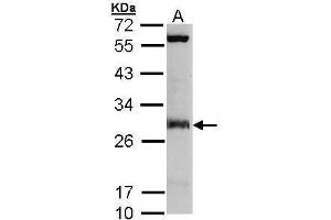 IDI1 antibody