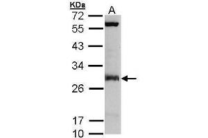 WB Image Sample (30 ug of whole cell lysate) A: Molt-4 , 12% SDS PAGE antibody diluted at 1:3000 (IDI1 antibody)
