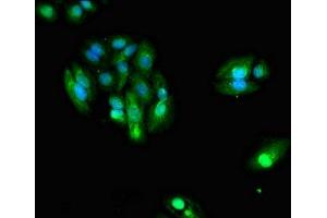 Immunofluorescent analysis of HepG2 cells using ABIN7157120 at dilution of 1:100 and Alexa Fluor 488-congugated AffiniPure Goat Anti-Rabbit IgG(H+L) (IDH1 antibody  (AA 1-240))