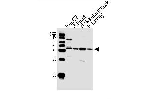 Western blot analysis of lysates from HepG2 cell line and human heart, skeletal muscle, kidney tissue lysate(from left to right), using SPHK1 Antibody (N-term P74) (ABIN391347 and ABIN2841368). (SPHK1 antibody  (N-Term))