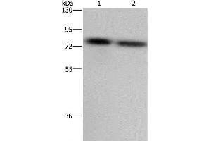 Western Blot analysis of LoVo and Hela cell using PABPC1 Polyclonal Antibody at dilution of 1:500 (PABP antibody)
