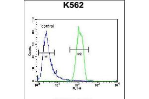 Flow cytometric analysis of K562 cells (right histogram) compared to a negative control cell (left histogram). (OR2M3 antibody  (C-Term))