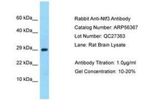 Image no. 1 for anti-Neurotrophin 3 (NTF3) (AA 23-72) antibody (ABIN6749937) (Neurotrophin 3 antibody  (AA 23-72))