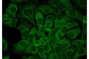 Immunocytochemistry/Immunofluorescence analysis using Mouse Anti-Hsp90 alpha Monoclonal Antibody, Clone 2G5. (HSP90AA2 antibody)