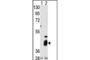 Western blot analysis of DUSP7 (arrow) using DUSP7 Antibody (N-term) (R). (DUSP7 antibody  (N-Term))