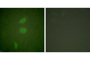Peptide - +Immunofluorescence analysis of NIH/3T3 cells, using HDAC5 antibody (#C0225). (HDAC5 antibody)