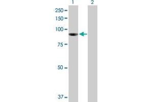 Western Blot analysis of PIBF1 expression in transfected 293T cell line by PIBF1 MaxPab polyclonal antibody. (PIBF1 antibody  (AA 1-757))