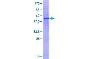 RNF130 Protein (AA 1-276) (GST tag)