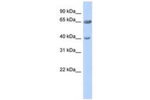 Image no. 1 for anti-Zinc Finger Protein 226 (ZNF226) (AA 575-624) antibody (ABIN6740439)