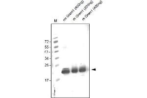 Western analysis of anti-human Gremlin-1 Antibody . (GREM1 antibody  (AA 25-184))