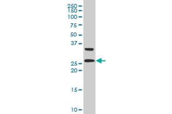 ARHGDIG antibody  (AA 1-225)