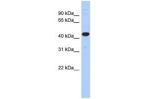 UBA3 antibody used at 5 ug/ml to detect target protein. (UBA3 antibody  (N-Term))