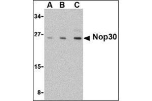 Western blot analysis of Nop30 in mouse muscle tissue lysate with this product at (A) 0.