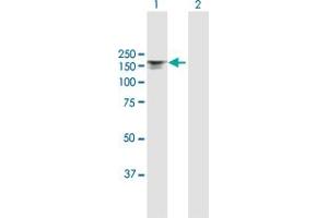 Western Blot analysis of ITGAX expression in transfected 293T cell line by ITGAX MaxPab polyclonal antibody. (CD11c antibody  (AA 1-1169))