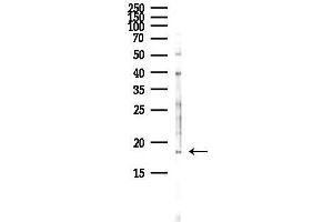 anti-Polymerase (RNA) II (DNA Directed) Polypeptide J, 13.3kDa (POLR2J) (N-Term) antibody