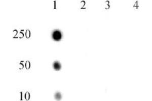 RNA Pol II CTD phospho Thr4 pAb tested by dot blot analysis. (Rpb1 CTD antibody  (pThr4, Thr4))
