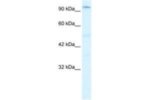 Western Blotting (WB) image for anti-Zinc Finger Homeobox 2 (ZFHX2) antibody (ABIN2460411) (ZFHX2 antibody)