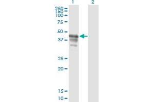 Western Blot analysis of PAIP1 expression in transfected 293T cell line by PAIP1 monoclonal antibody (M04A), clone 2D11. (PAIP1 antibody  (AA 76-185))