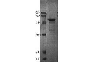 Validation with Western Blot (ATG4C Protein (Transcript Variant 7) (His tag))