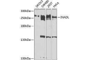 Western blot analysis of extracts of various cell lines, using INADL antibody (ABIN6131803, ABIN6142438, ABIN6142440 and ABIN6224550) at 1:1000 dilution. (PATJ antibody  (AA 450-680))