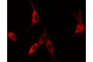 ABIN6275141 staining  RAW264. (GGH antibody  (C-Term))