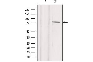 Western blot analysis of extracts from hepg2, using TBX2 Antibody.