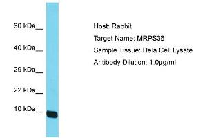 Host: Rabbit Target Name: MRPS36 Sample Tissue: Human Hela Whole Cell Antibody Dilution: 1ug/ml (MRPS36 antibody  (N-Term))