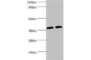 Western blot All lanes: AKR1C3 antibody at 8 μg/mL Lane 1: K562 whole cell lysate Lane 2: Hela whole cell lysate Secondary Goat polyclonal to rabbit IgG at 1/10000 dilution Predicted band size: 37, 24 kDa Observed band size: 37 kDa (AKR1C3 antibody  (AA 1-323))