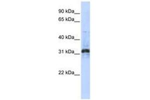 Image no. 1 for anti-Methyltransferase Like 10 (METTL10) (C-Term) antibody (ABIN6741083) (METTL10 antibody  (C-Term))