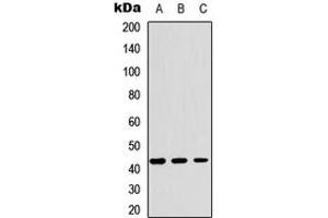 Western blot analysis of YKL-40 expression in HEK293T (A), Raw264. (CHI3L1 antibody  (Center))