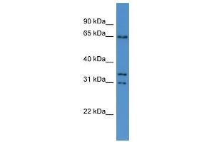 Cpne5 antibody used at 0. (Copine V antibody  (N-Term))