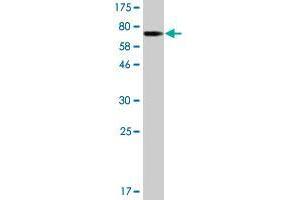 Western Blot detection against Immunogen (70. (PLEKHO1 antibody  (AA 1-409))