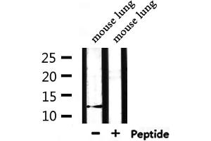 Western blot analysis of extracts from mouse lung, using XCL1/2 Antibody. (XCL1/XCL2 antibody)