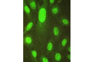 IF analysis of HAUSP/USP7 using anti-HAUSP/USP7 antibody (ABIN5693267). (USP7 antibody  (AA 258-483))