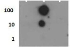 Dot Blot of Rabbit Histone H4 [p Ser1] Antibody. (Histone H4 antibody  (pSer1))