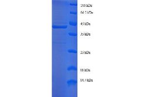 Endosulfine alpha (ENSA) (AA 1-121), (full length) protein (GST tag) (Ensa Protein (AA 1-121, full length) (GST tag))