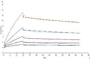 Anti-CD28 antibody captured on Protein A chip, can bind Human/Cynomolgus/Rhesus macaque CD28, His Tag with an affinity constant of 5. (CD28 Protein (CD28) (AA 19-152) (His-Avi Tag))