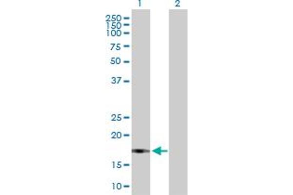 UBL4B antibody  (AA 1-174)