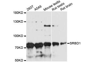 Western blot analysis of extracts of various cell lines, using SRBD1 antibody. (SRBD1 antibody)