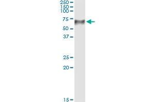 Immunoprecipitation of TCN1 transfected lysate using anti-TCN1 monoclonal antibody and Protein A Magnetic Bead , and immunoblotted with TCN1 MaxPab rabbit polyclonal antibody. (TCN1 antibody  (AA 1-423))