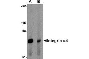 Western Blotting (WB) image for anti-Integrin alpha 4 (ITGA4) (Middle Region 2) antibody (ABIN1031199) (ITGA4 antibody  (Middle Region 2))
