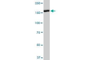 CACNA2D2 monoclonal antibody (M12), clone 4E3. (CACNA2D2 antibody  (AA 65-162))