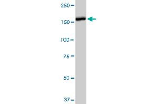 CACNA2D2 antibody  (AA 65-162)