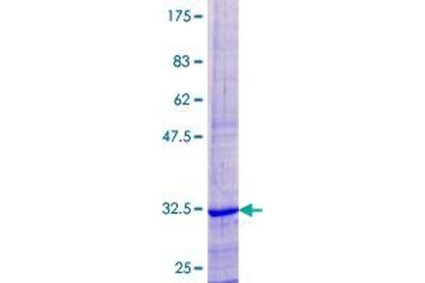 COX8C Protein (AA 1-72) (GST tag)