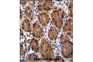 MUC3B Antibody (C-term ) (ABIN655722 and ABIN2845170) immunohistochemistry analysis in formalin fixed and paraffin embedded human stomach tissue followed by peroxidase conjugation of the secondary antibody and DAB staining. (MUC3B antibody  (C-Term))
