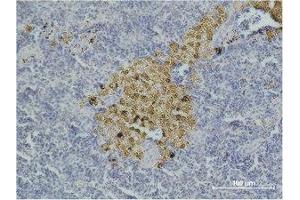 Immunohistochemistry (IHC) analysis of paraffin-embedded Mouse Spleen Tissue using Caspase-8 Monoclonal Antibody. (Caspase 8 antibody)