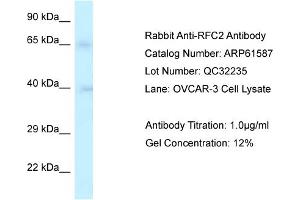 Western Blotting (WB) image for anti-Replication Factor C (Activator 1) 2, 40kDa (RFC2) (Middle Region) antibody (ABIN2788843) (RFC2 antibody  (Middle Region))