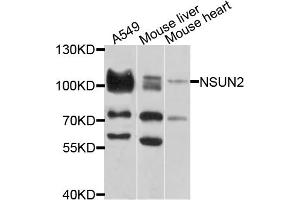 Western blot analysis of extracts of various cell lines, using NSUN2 antibody (ABIN1873963) at 1:1000 dilution. (NSUN2 antibody)
